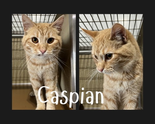 Caspian