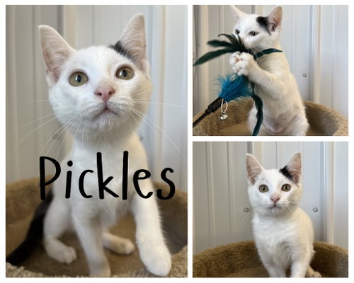 Pickles