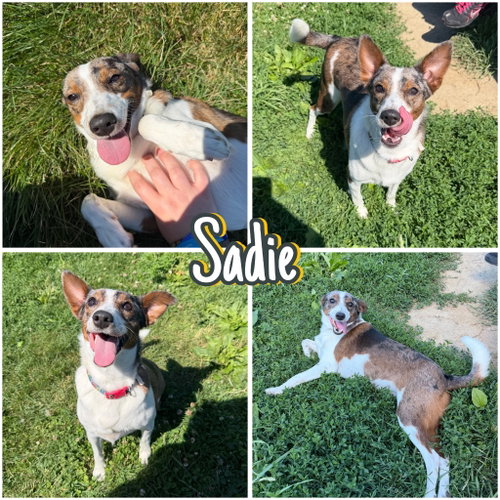 Sadie