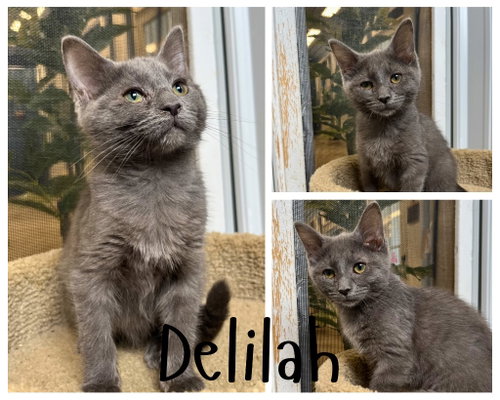 Delilah