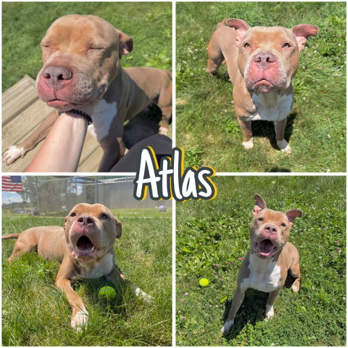 Atlas