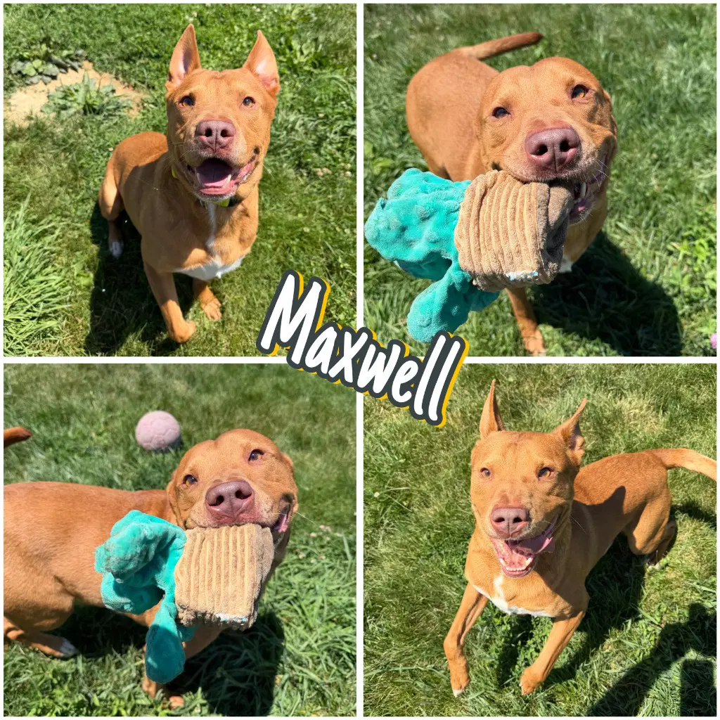 Maxwell - American Staffordshire Terrier
