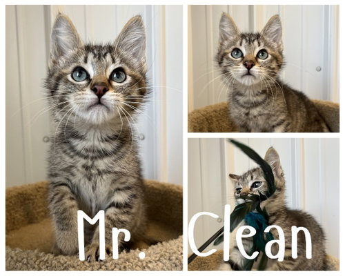 Mr. Clean