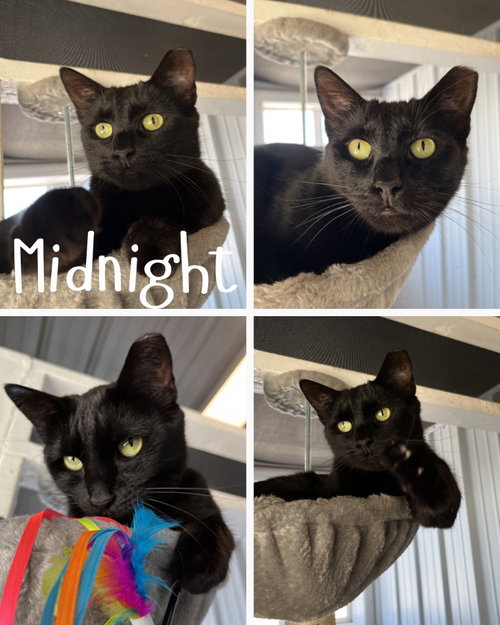 Midnight