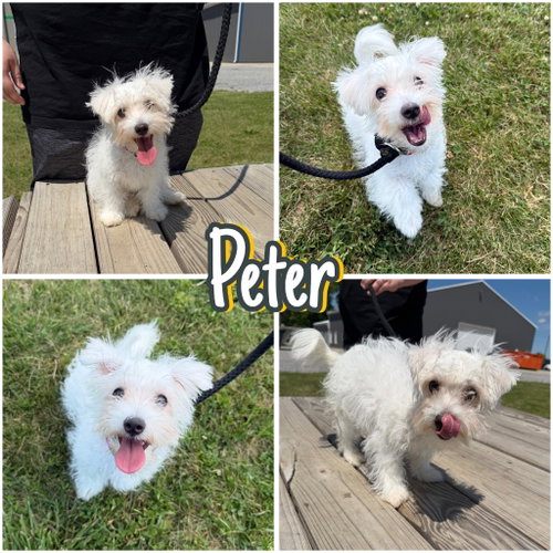 Peter