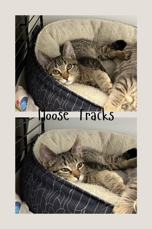 Moose Tracks