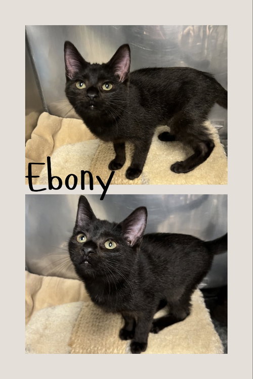 Ebony