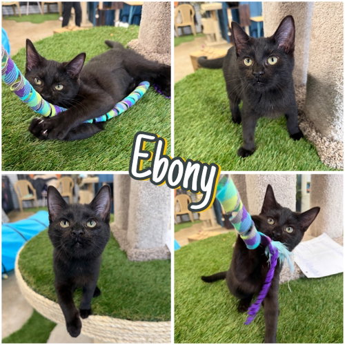 Ebony
