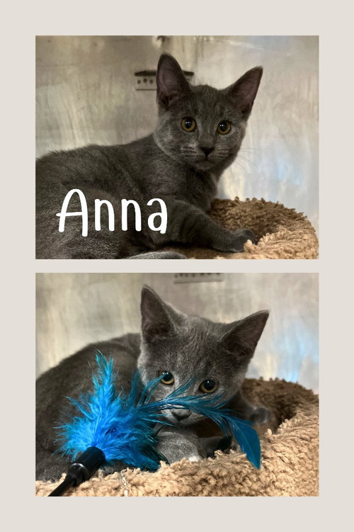 Anna, Baby Domestic Short Hair / Mixed, cat for adoption in Elkhart, Indiana