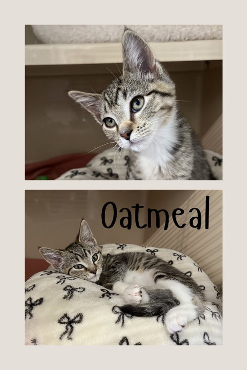 Oatmeal, an adoptable Domestic Short Hair in Pierceton , IN