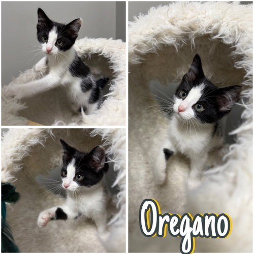 Oregano