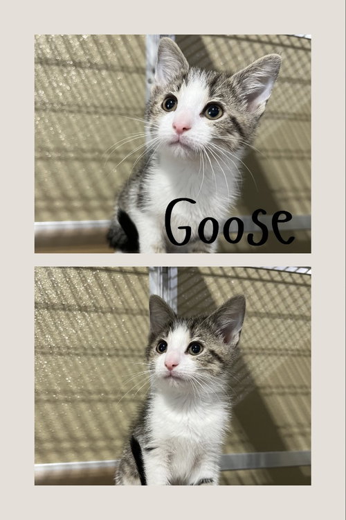 Goose