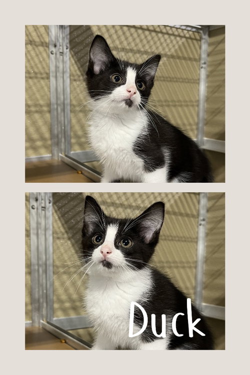Duck, an adoptable Domestic Short Hair in Pierceton , IN
