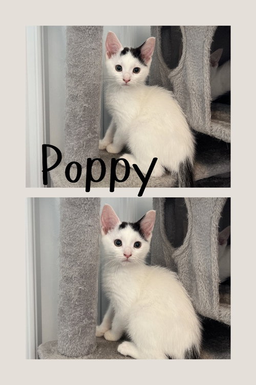 Poppy