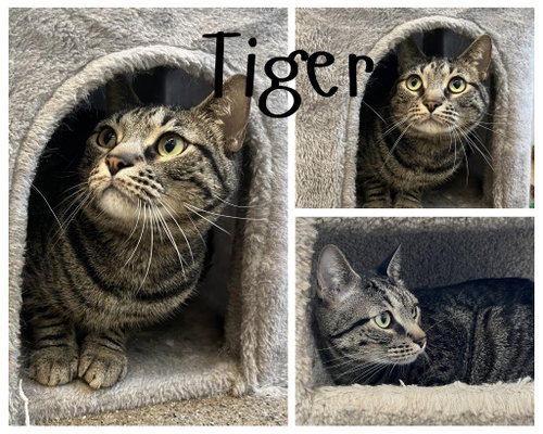 Tiger- Bonded Pair