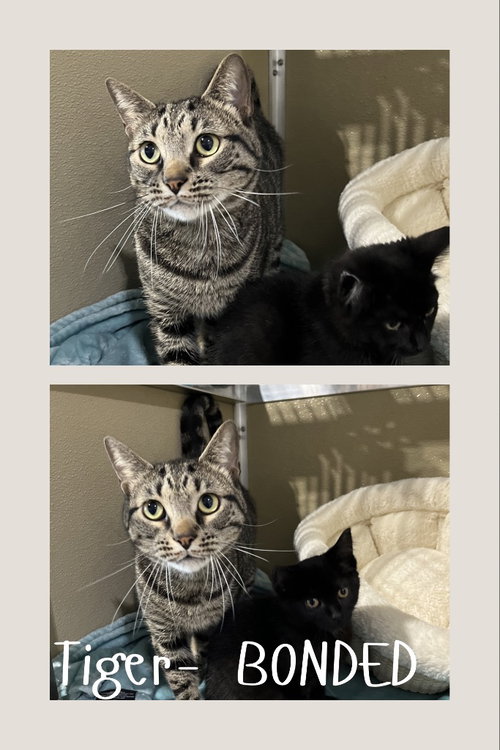 Tiger- Bonded Pair photo 2