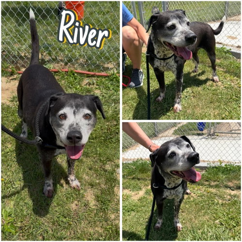 River - Fee Waived, an adoptable Hound in Pierceton , IN