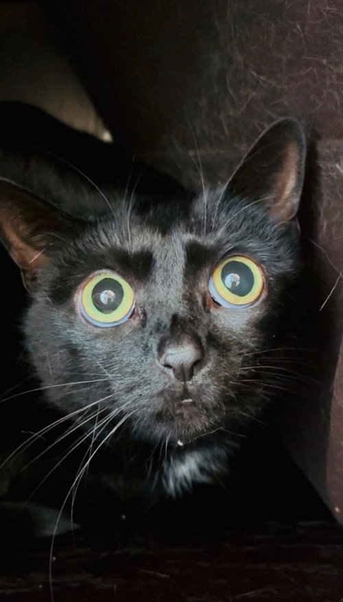 Darla- Declawed, an adoptable Domestic Medium Hair in Pierceton , IN