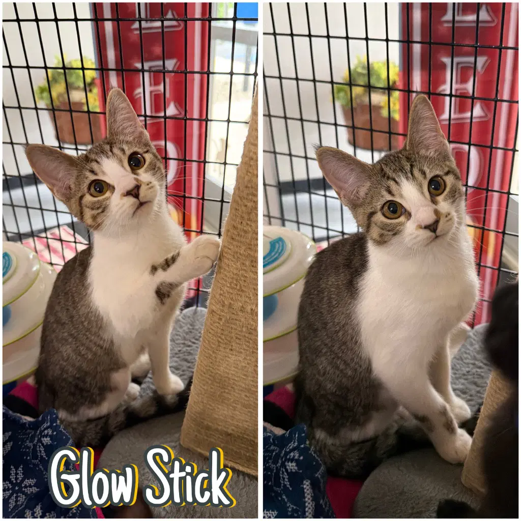 Glow Stick - Domestic Short Hair