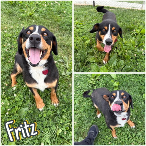 Fritz