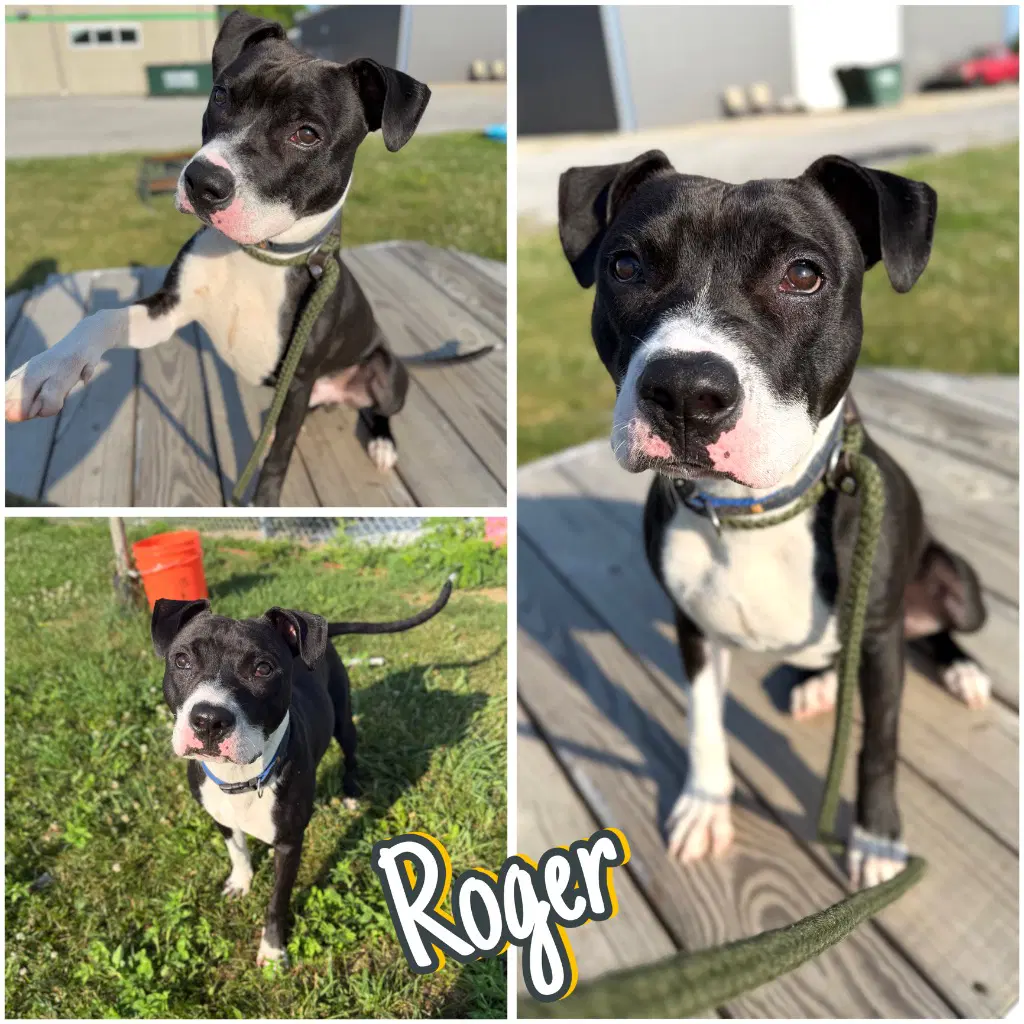 Roger - American Staffordshire Terrier
