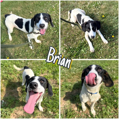 Brian