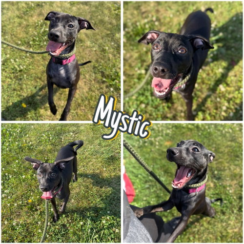 Mystic, an adoptable Terrier in Pierceton , IN
