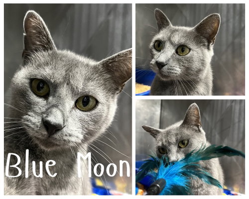 Blue Moon- Retired Momma