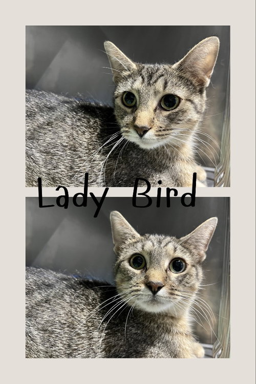 Lady Bird- retired momma, an adoptable Domestic Short Hair in Pierceton , IN