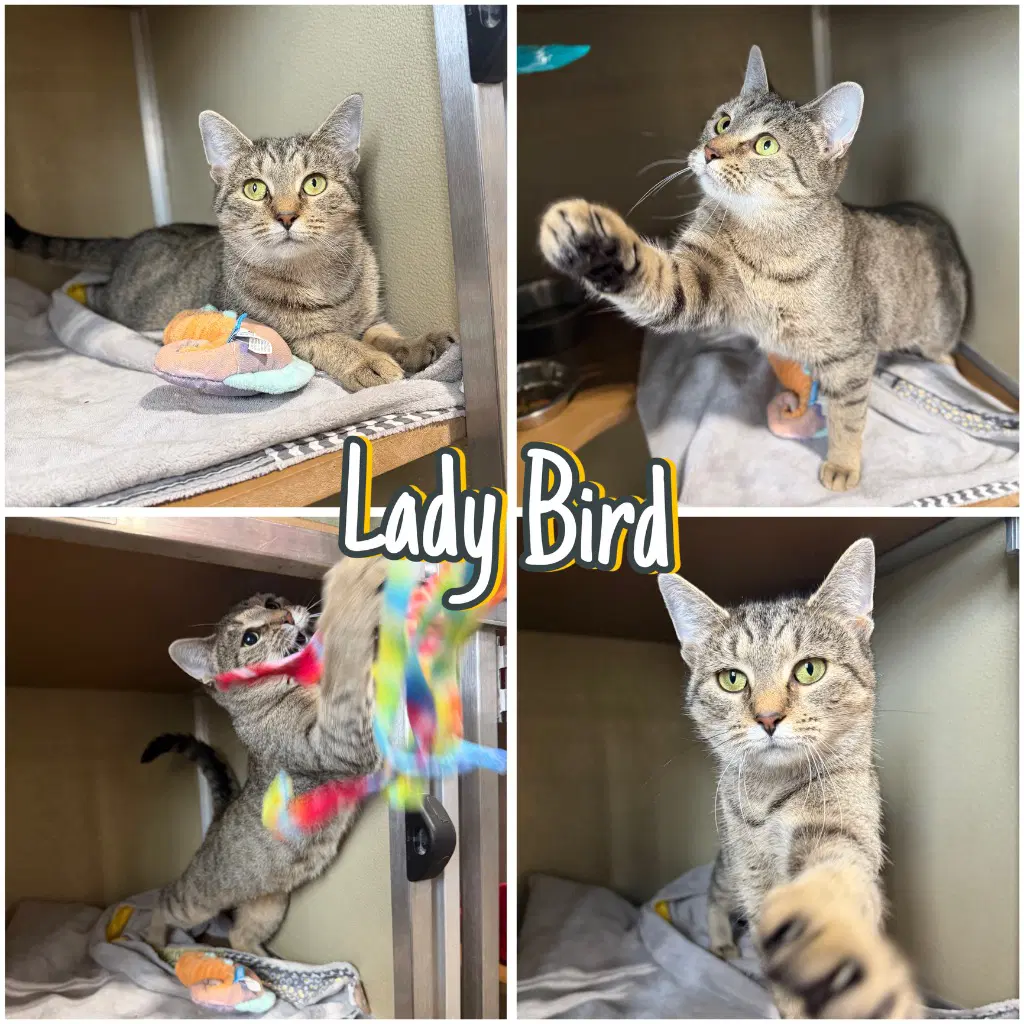 Lady Bird- Retired Momma - Domestic Short Hair