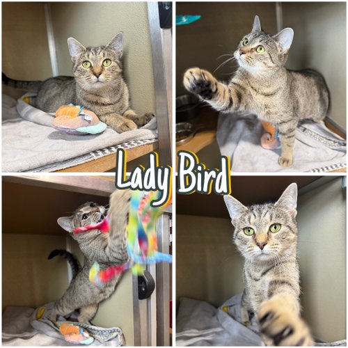picture of the cat needing adoption