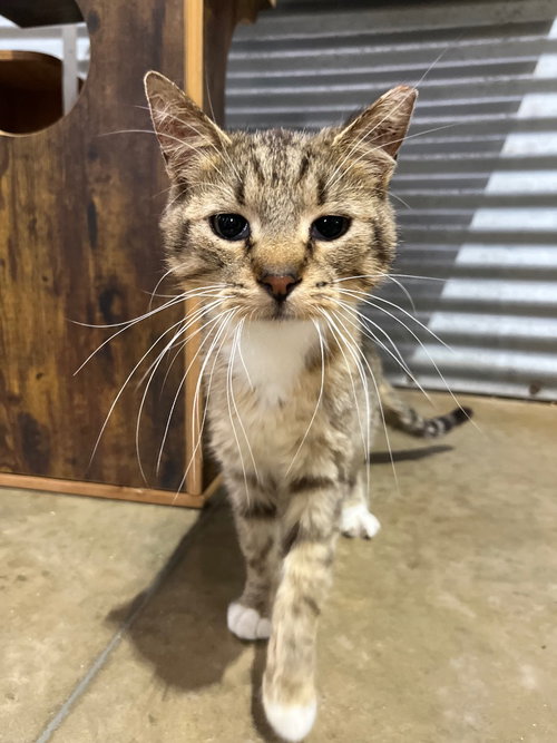 Thomas- silo, an adoptable Domestic Short Hair in Pierceton , IN