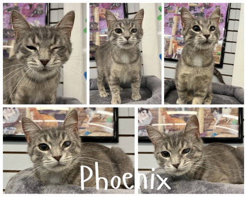 Phoenix- retired momma