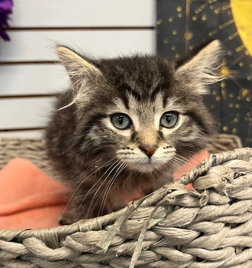 Blueberry Muffin, an adoptable Domestic Medium Hair in Pierceton , IN