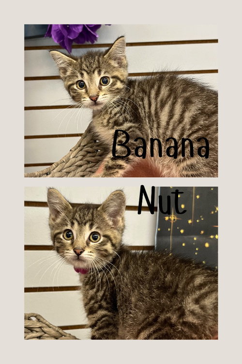 Banana Nut