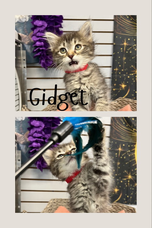 Gidget