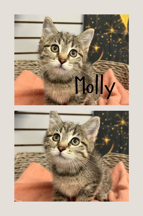 Molly
