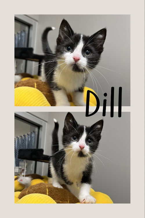 Dill