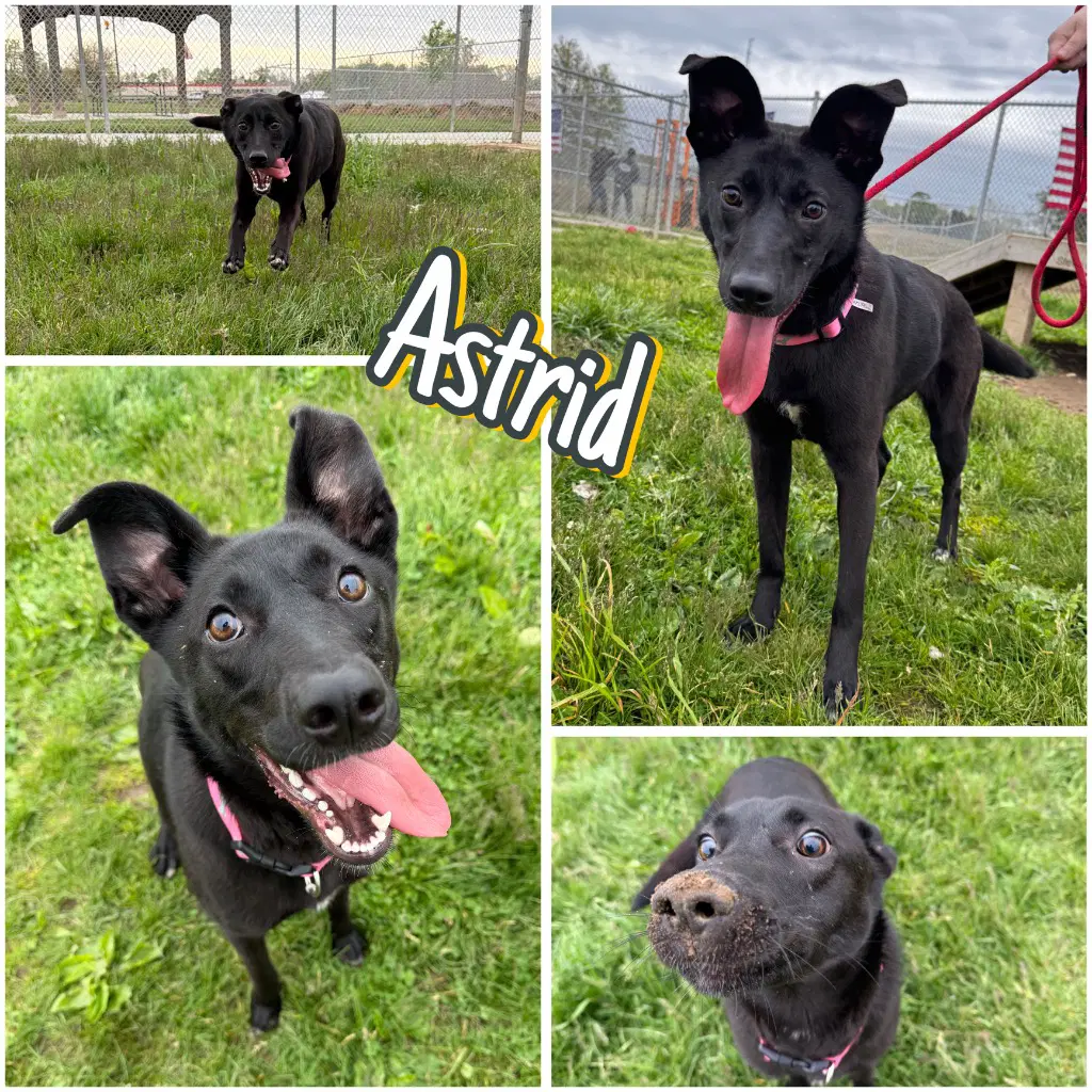 Astrid - Shepherd