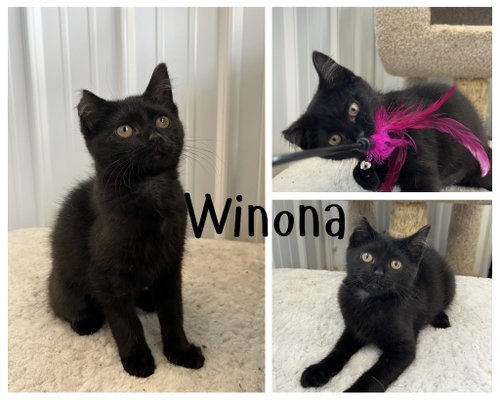 Winona- Bonded Pair