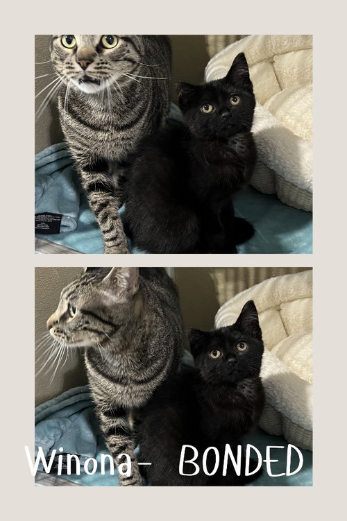 Winona- Bonded Pair photo 2