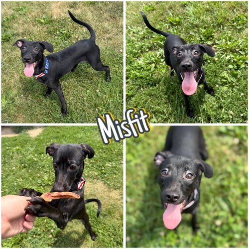 Misfit