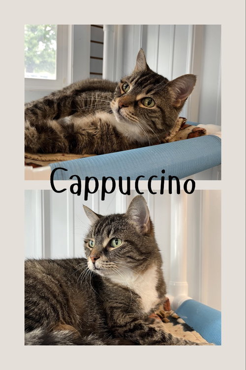 Cappuccino Front Declawed