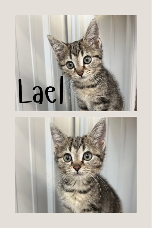 Lael