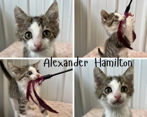 Alexander Hamilton