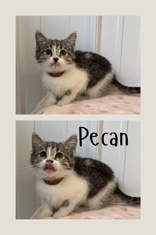 Pecan
