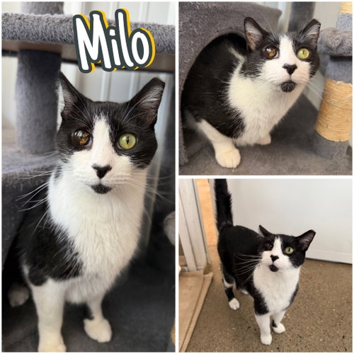 picture of the cat needing adoption
