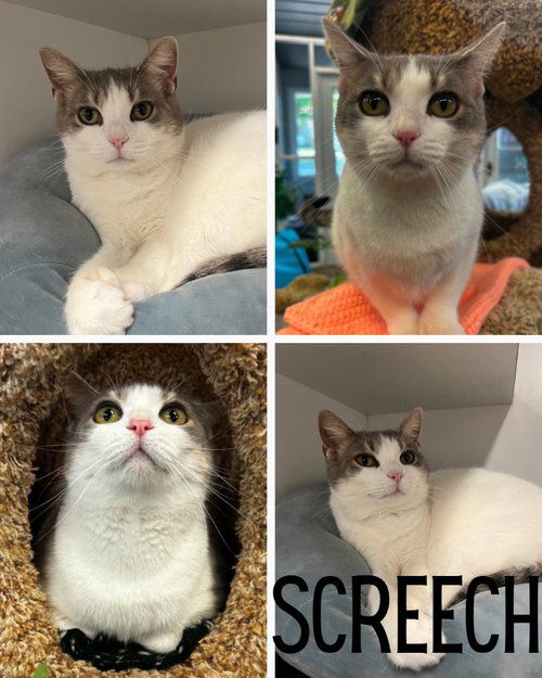 picture of the cat needing adoption