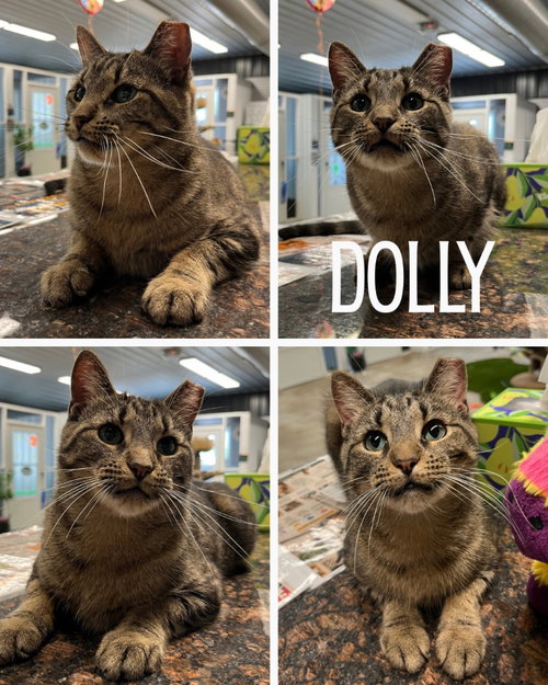 picture of the cat needing adoption