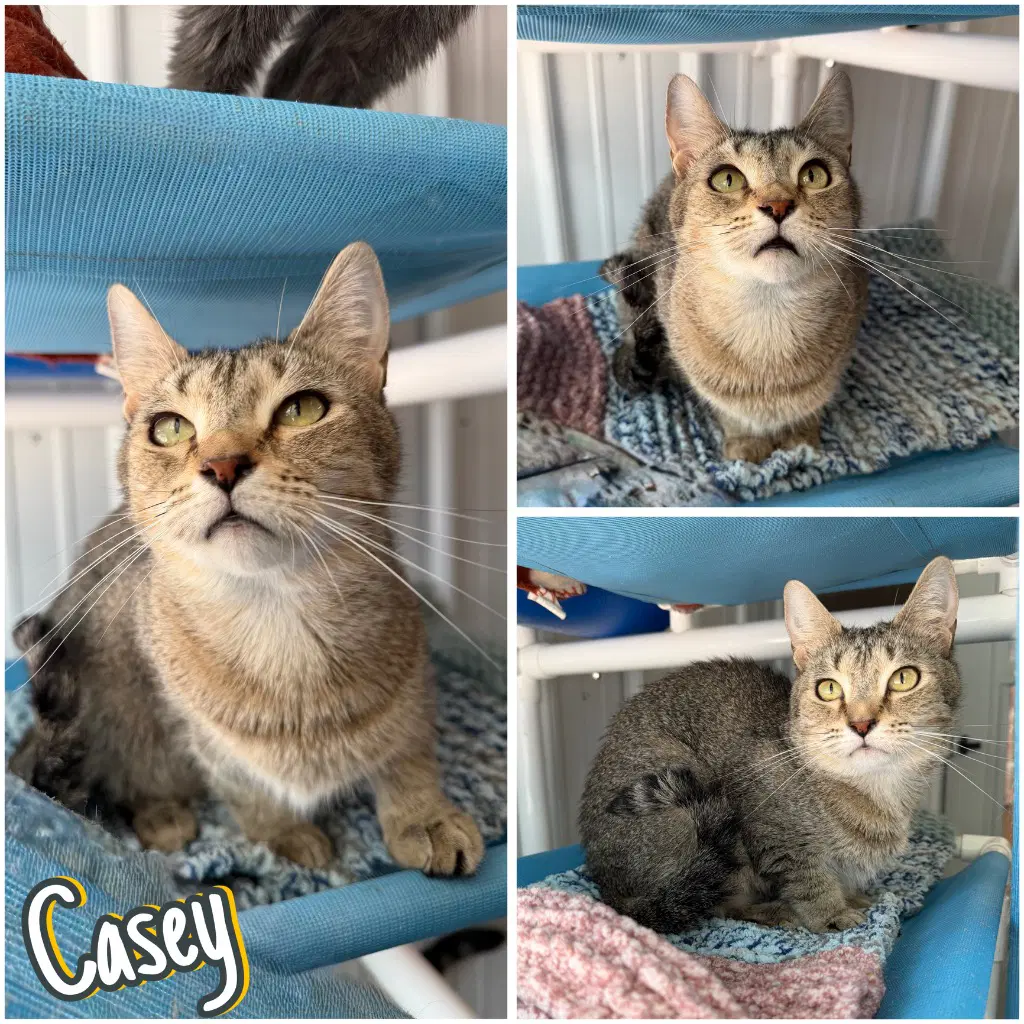 Casey- Herpes - Long Term Resident - Domestic Short Hair